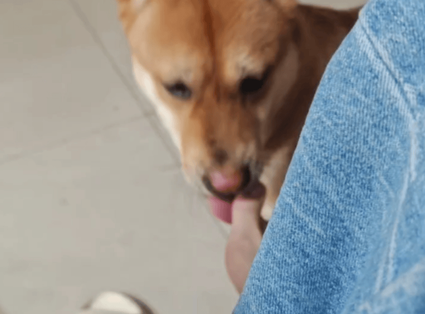 女子被狗舔脚后被判定狂犬病三级暴露，因脚趾甲沟炎存在皮肤破损，反映出什么认知误区？哪些情况要及时就医？