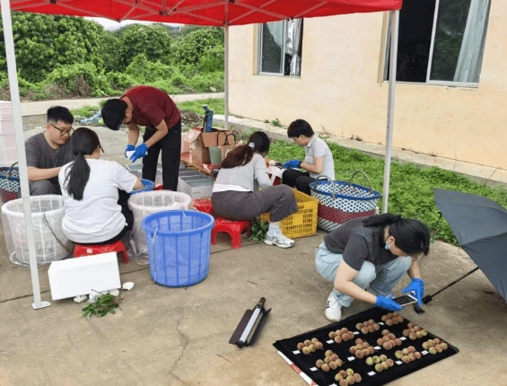 重离子技术“锁”鲜，惠州破解荔枝保鲜储运难题