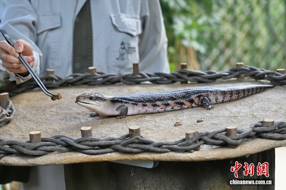 香港海洋公园新设爬行动物馆展示生物多样性