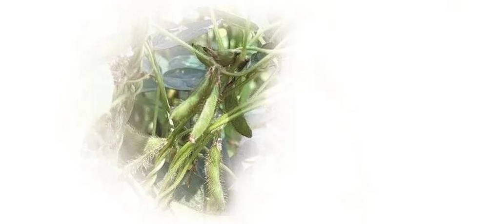 “植物界的大熊猫”大面积现身山西静乐