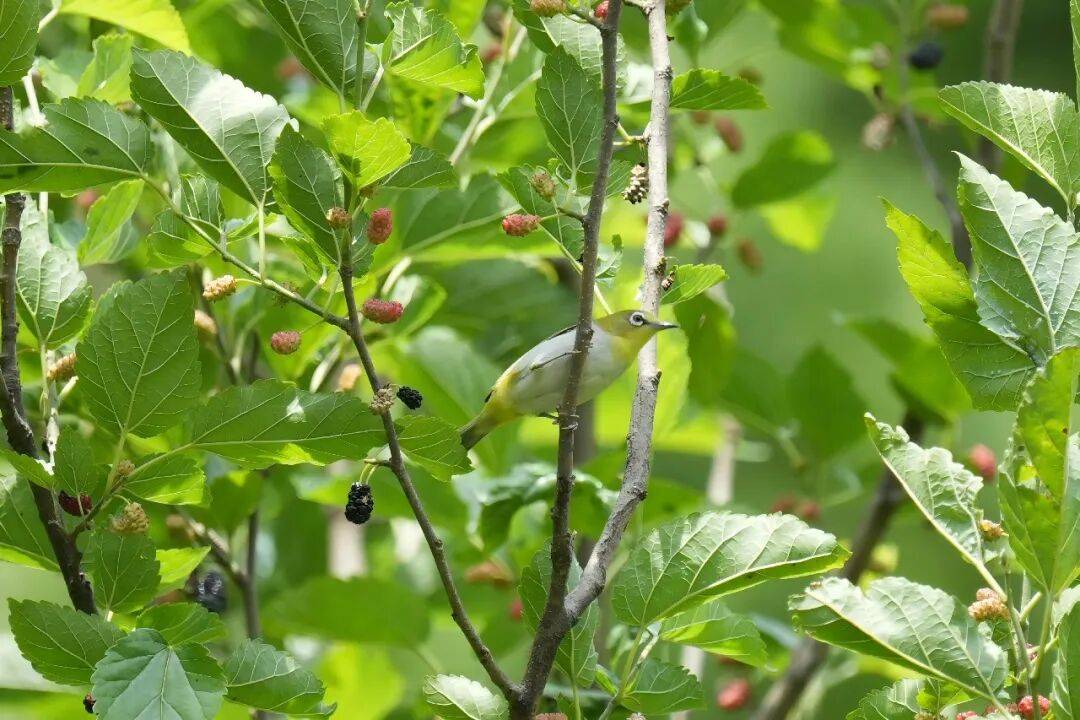 爱鸟始于心 护鸟践于行 | 每周一鸟 · 暗绿绣眼鸟_保护_动植物_潍坊市