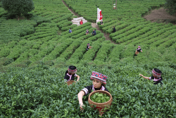 桂林市灌阳县：茶叶种植产业铺就瑶乡群众幸福路-桂林生活网新闻中心