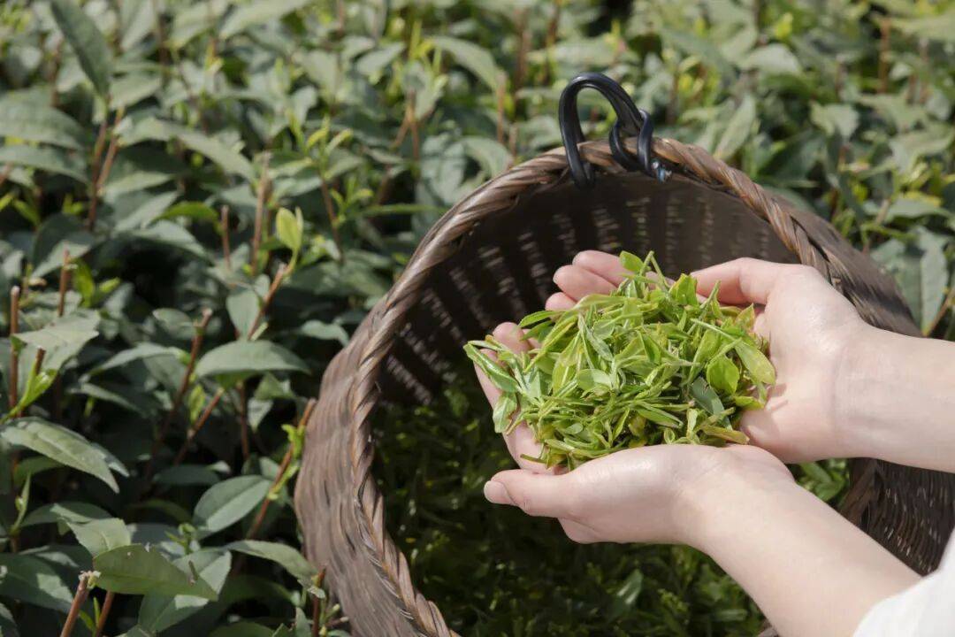 每周一个茶知识｜什么是茶氨酸？
