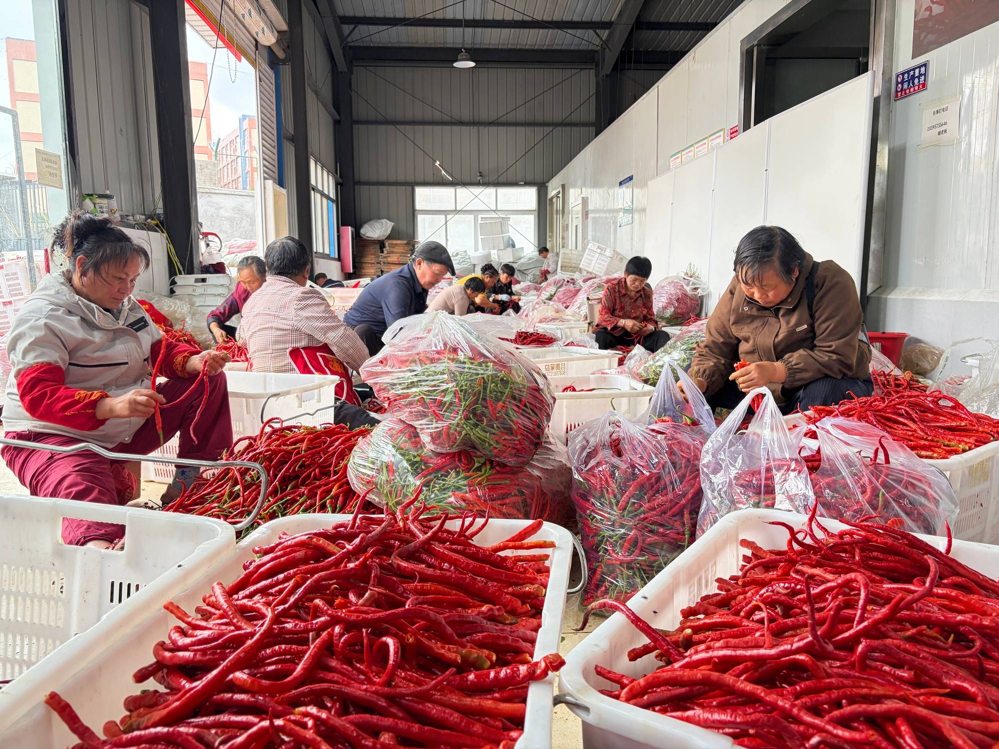 贵州大方：辣椒采收正酣 加工制品紧俏