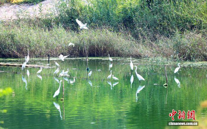 河北衡水：城市湿地生态向好 众多鸟类“落户”城区
