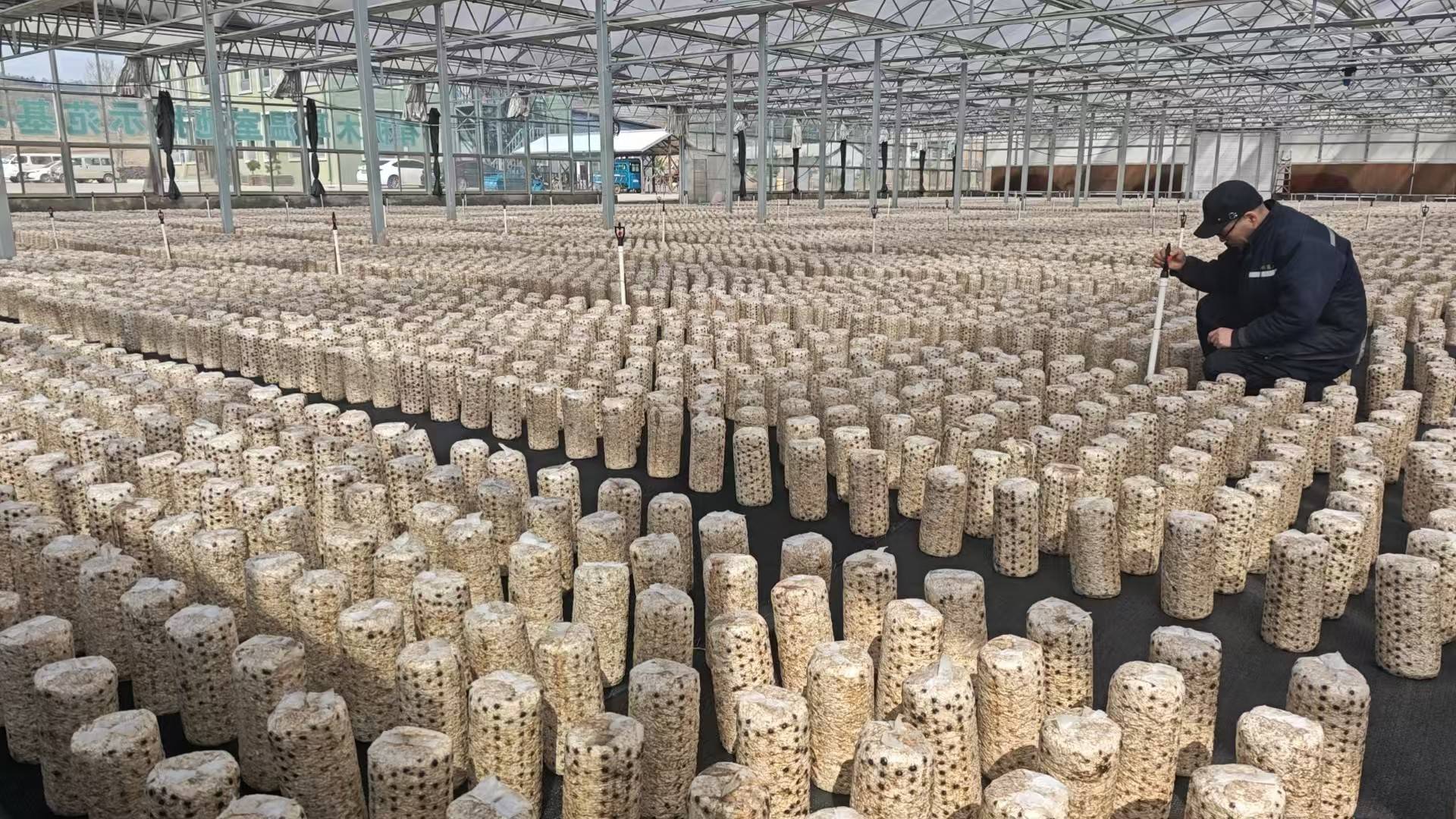 桃源小木耳撑起汪清富民大产业