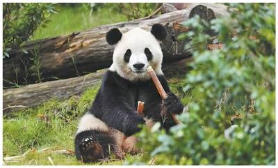 “平平”“福双”跨越太平洋，续写大熊猫保护合作新篇章
