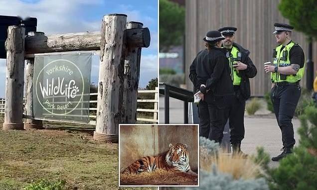 英国男子动物园被虎咬死