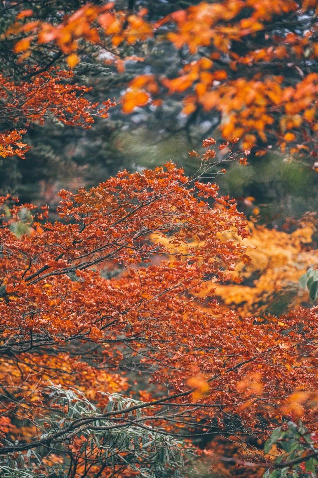 峨眉山秋景即将达到巅峰，还有秋季徒步限定奖牌等你来挑战(图12)